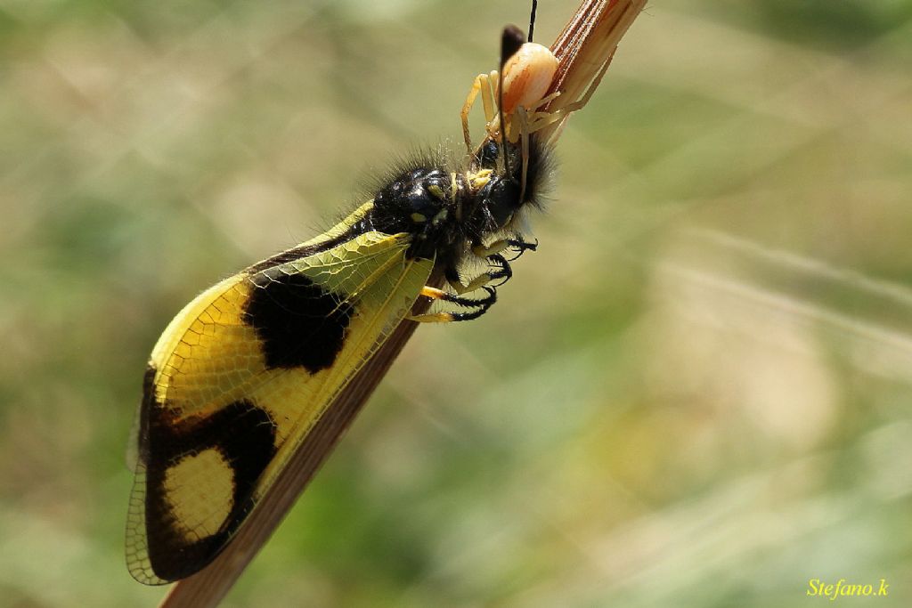 Runcinia grammica con preda (Libelloides) - Padriciano (TS)